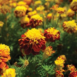 Cresta Spry Marigold Thumbnail